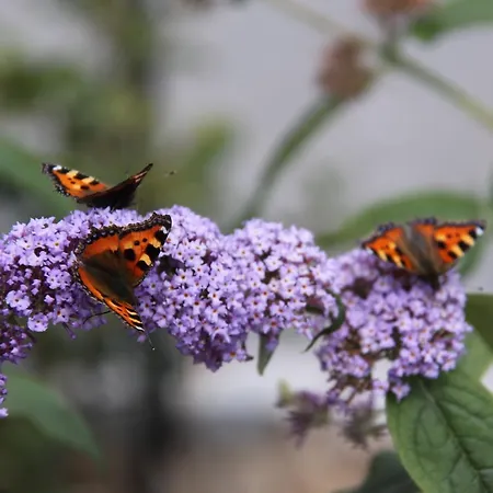 酒店 Mein Kleinhotel 赫比斯特恩